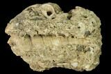 Miocene Gastropod (Turritella) Fossil - Germany #156448-1